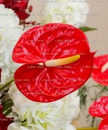 صندوق الفن القرمزي view 4