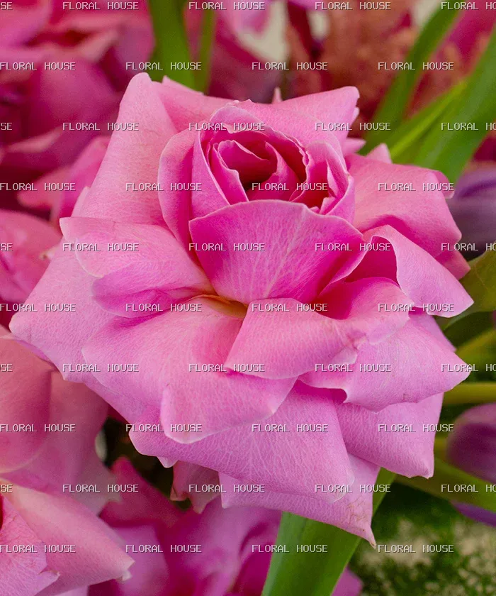 صندوق حديقة التوت view 2