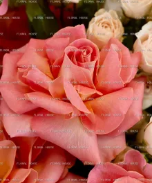 صندوق مرج الخوخ view 4