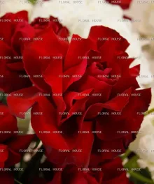 صندوق الفن القرمزي view 3